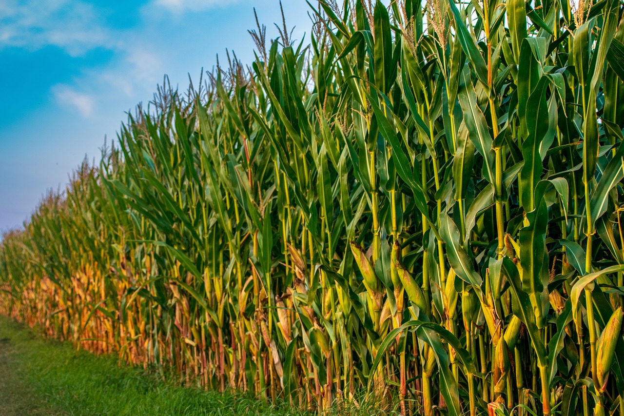 Cultivation of maize crop near the animal field