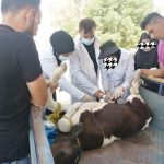 The activities of the students of the College of Veterinary Medicine trainees in veterinary hospitals and dispensaries in the governorates (Karbala, Babylon, Muthanna, Wasit and Dhi Qar).  