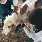 The activities of the students of the College of Veterinary Medicine during the summer training period in the fields of Al-Kafeel Investments Company of al-Abbas’s (p) Holy Shrine.