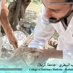 As part of their summer training program…Students of the Faculty of Veterinary Medicine continue to shine in the veterinary field