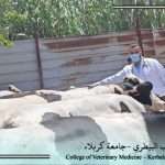 The College of Veterinary Medicine at the University of Kerbala organizes a field activity to support livestock