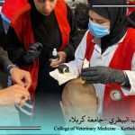 في خندق الطب والإيمان .. طلبة كلية الطب البيطري يخدمون زوّار الحسين (عليه السلام)