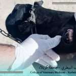 طلبة الطب البيطري يبدعون ميدانياً في محافظة كربلاء المقدسة ضمن تدريبهم الصيفي