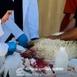 عملية جراحية ناجحة تعكس كفاءة طلبة كلية الطب البيطري في التدريب الميداني