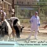 طلبة الدراسات العليا في كلية الطب البيطري ينفذون حملة ميدانية لتلقيح الحيوانات ضد الحمى القلاعية