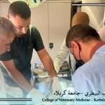 تطبيق عملي لطلبة المرحلة الخامسة .. إجراء عملية تعقيم لقطة في فرع الجراحة والتوليد