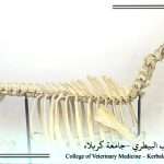 دروس تشريح عملية يومية لطلبة المراحل الأولية في كلية الطب البيطري بجامعة كربلاء
