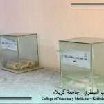دروس عملية في كلية الطب البيطري تتناول حفظ أجنة الحيوانات في الفورمالين