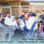 نشاط تطوعي لطلبة كلية الطب البيطري / جامعة كربلاء لدعم الرعاية الحقلية